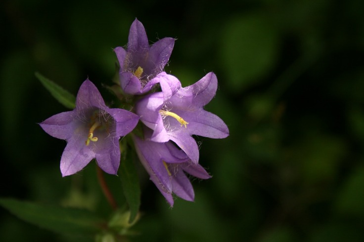 Flowers-Bellflower-Wild-Plant-Summer-Nature-Flower-2152998.jpg
